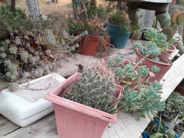 Cactus Peralillo - Image 2