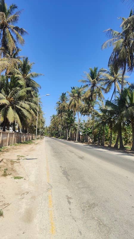 Coconut trees road طريق بين أشجار النارجيل - Image 1
