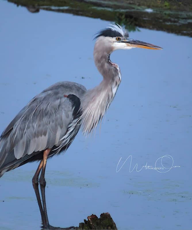 Highland's Heron Rookery - Image 1