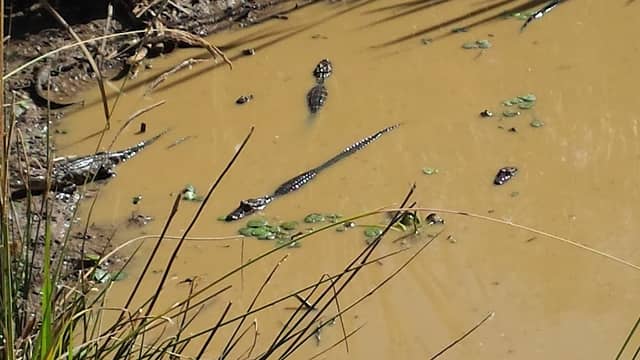 Pipeline Rd. Brandon, Ms. - Image 1