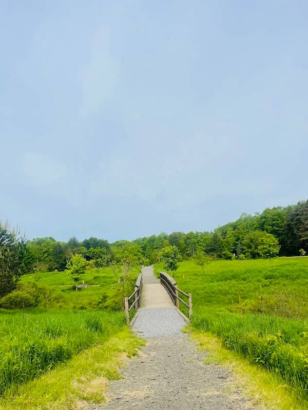 Butterfly meadow - Image 2