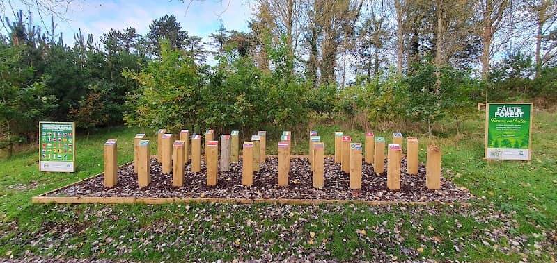 Welcome Forest / Fáilte forest - Image 1