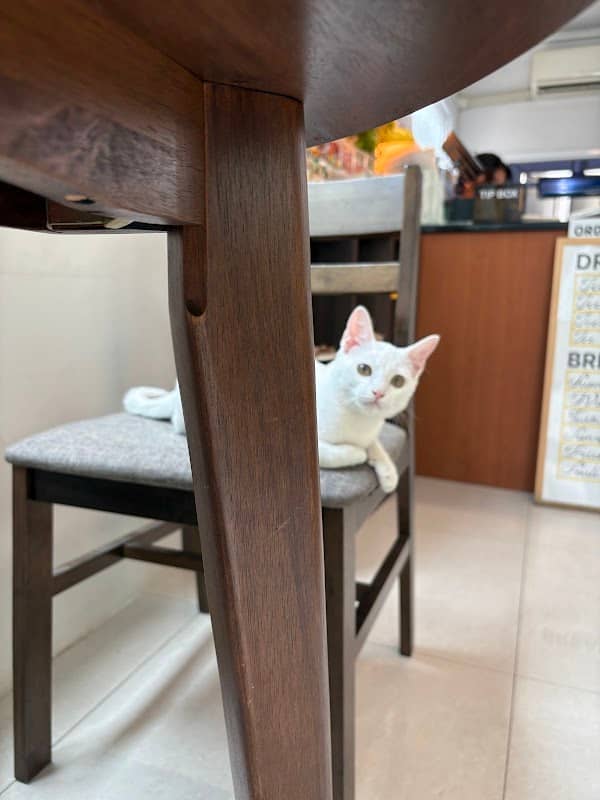Duckie the cat - Image 3