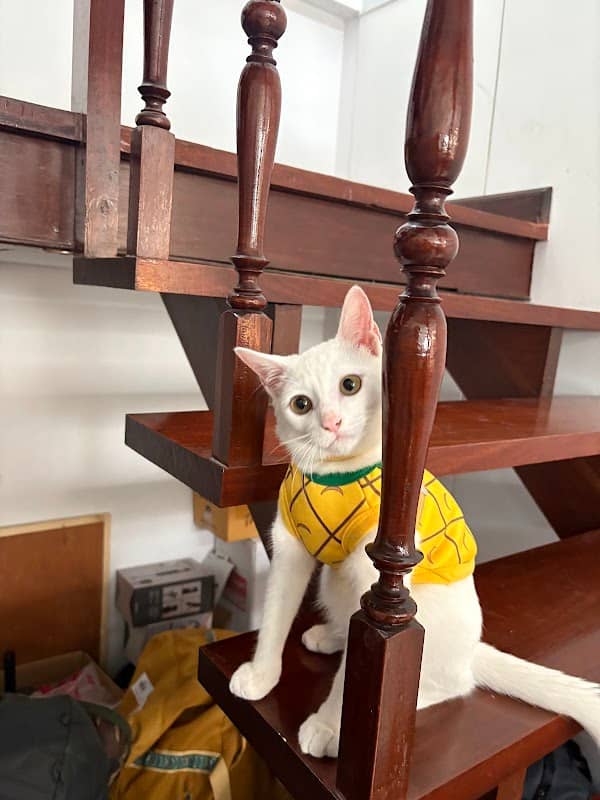 Duckie the cat - Image 1
