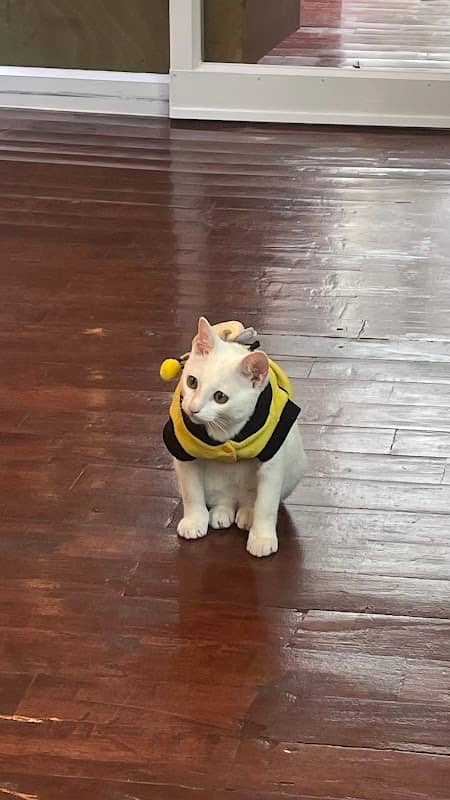 Duckie the cat - Image 2