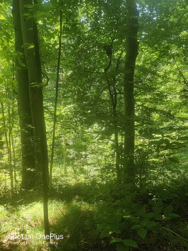 Kesling Nature Preserve - Image 3