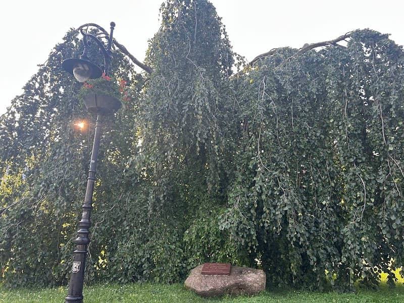 Drzewo Przyjaźni - Image 1