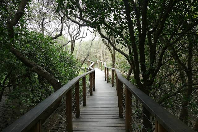 Mangrove Boardwalk - Image 1