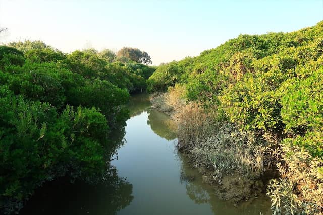 Mangrove Boardwalk - Image 2
