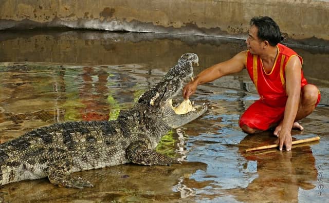 Samui Crocodile Farm - Image 1