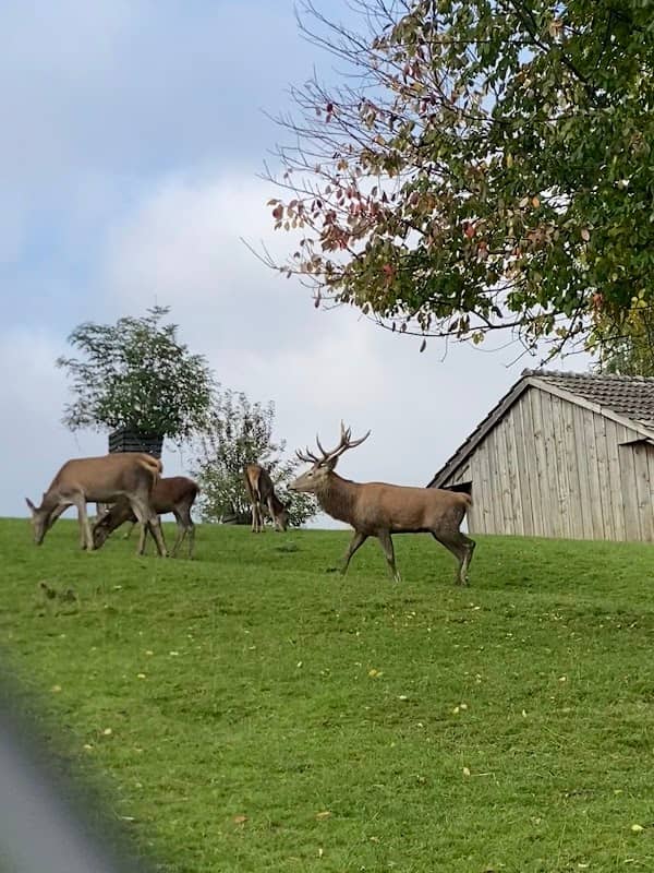 Wildpark Peter und Paul - Image 2