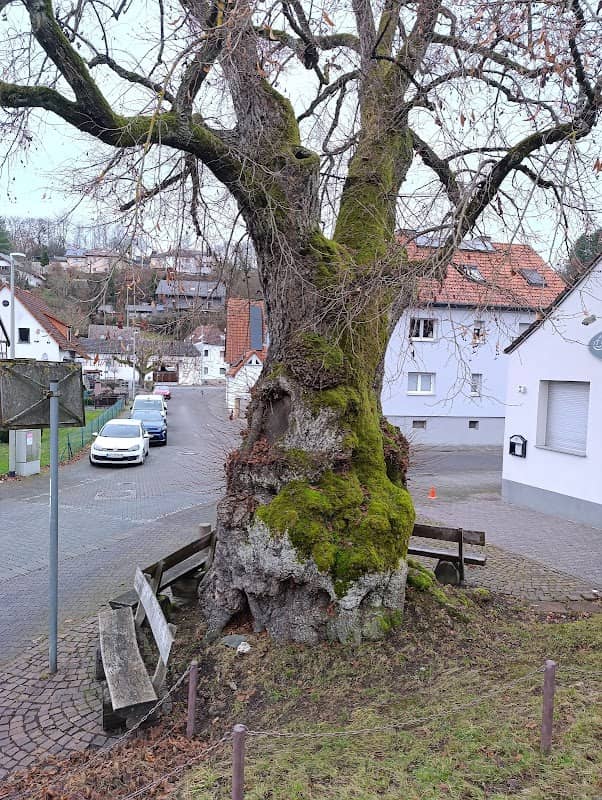 Alte Linde - Image 2