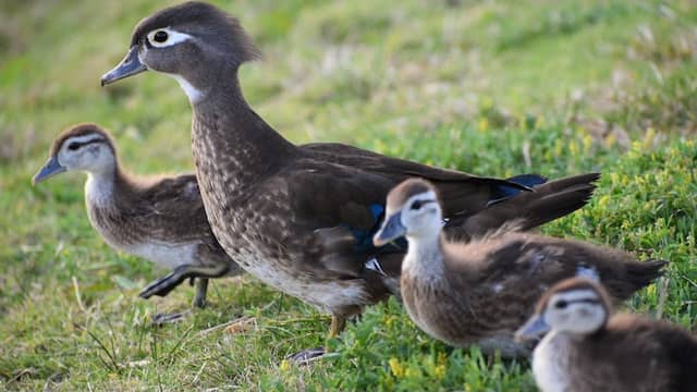 Santee Lakes Foundation Wood Duck Nesting Box - Image 1