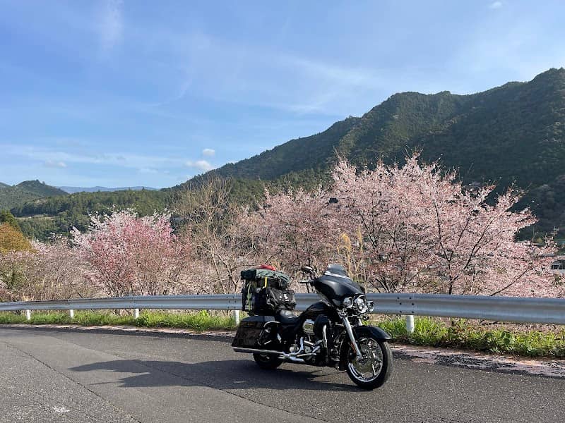 桜並木 - Image 1