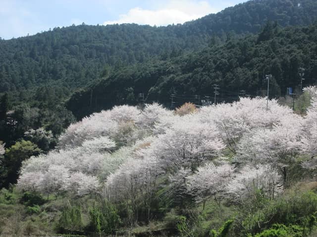 桜並木 - Image 3