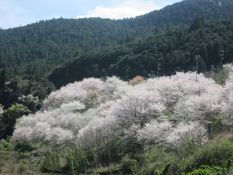 桜並木 - Image 3