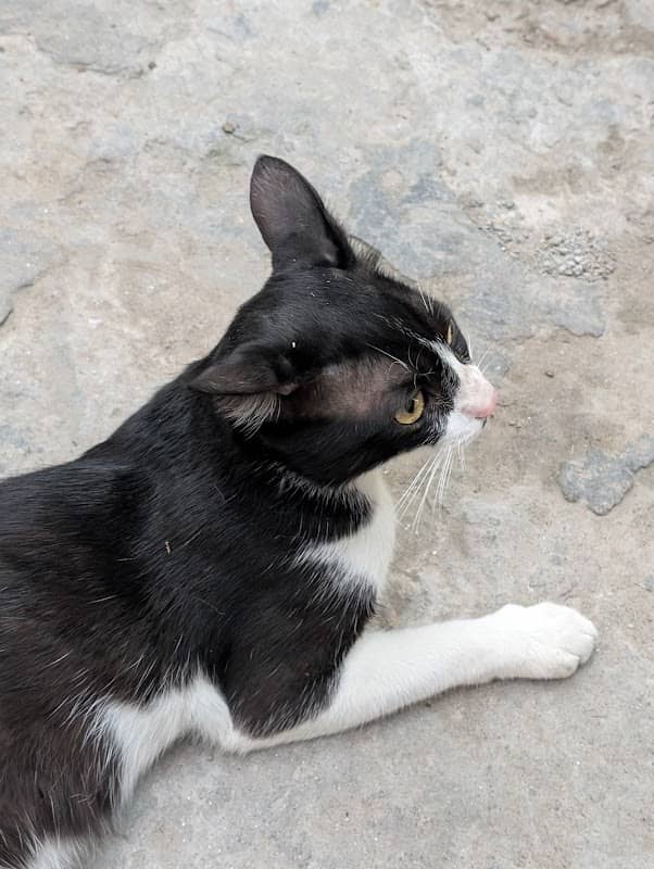 Mr. Tux - Image 1