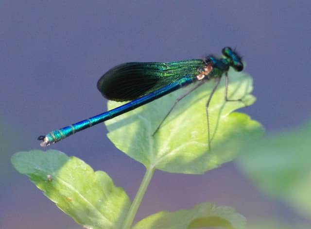 Eye Brook Reservoir - Image 1