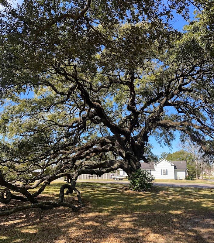 Magic Live Oak tree - Image 2