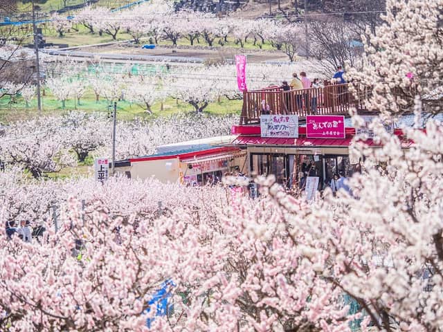 あんずの里 - Image 1