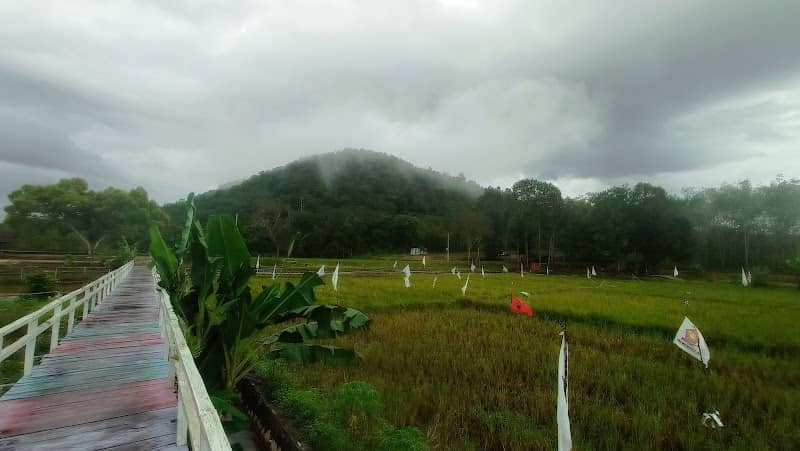 Sawah eks jepang - Image 1