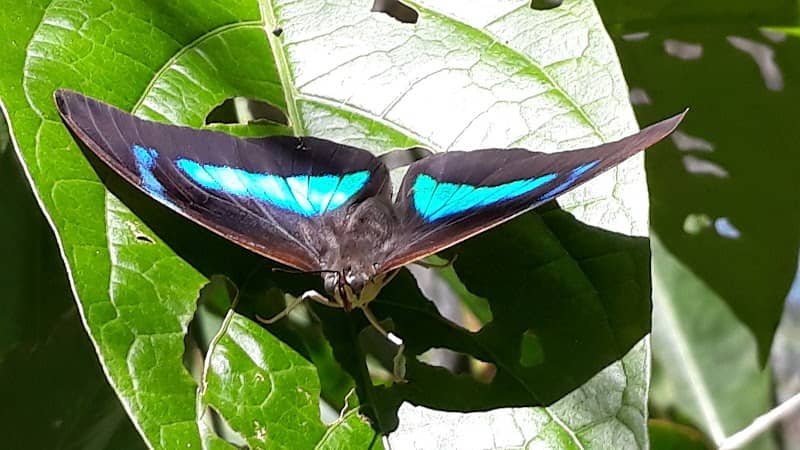 Butterfly Zoo - Mariposario of Machu Picchu - Image 1
