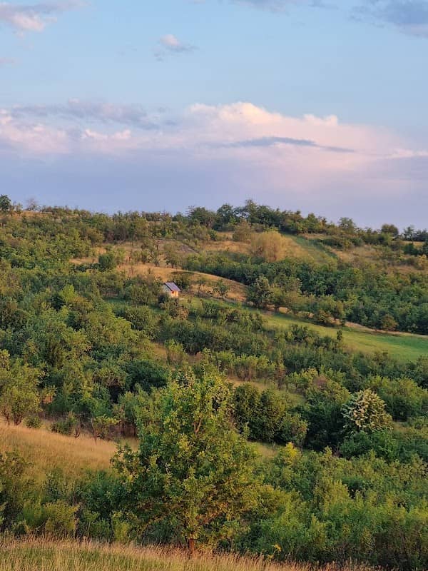 Pinul din Grecea Mare - Image 1