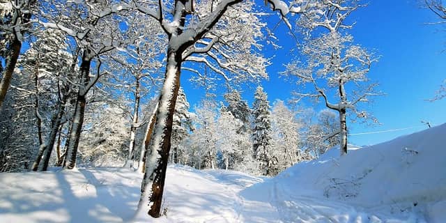 Rumbolovsky park - Image 1