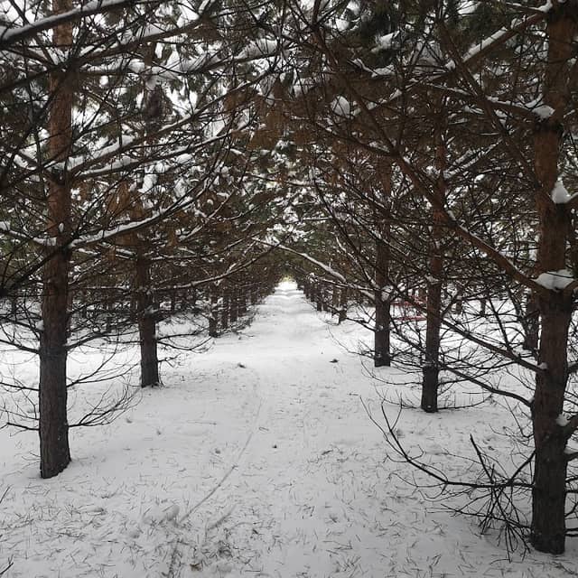 Kuzbasskiy Park - Image 1