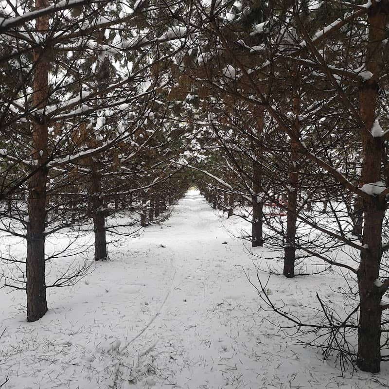 Kuzbasskiy Park - Image 1