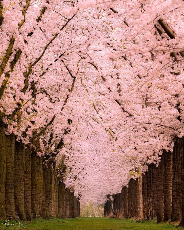 Cherry blossom street Almere - Image 1