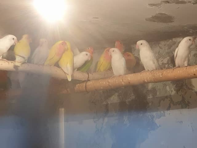 KR Aviary - Image 1