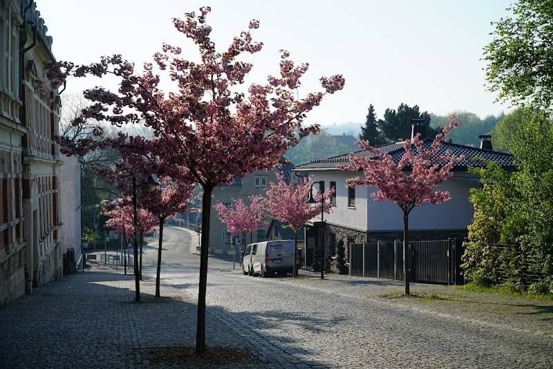 Kirschblütenallee zu Treuen - Image 1