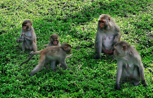 Monkey Island tourist resort - Image 1