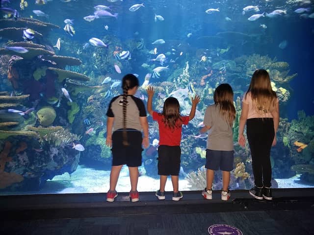 Ripley's Aquarium of Myrtle Beach - Image 2