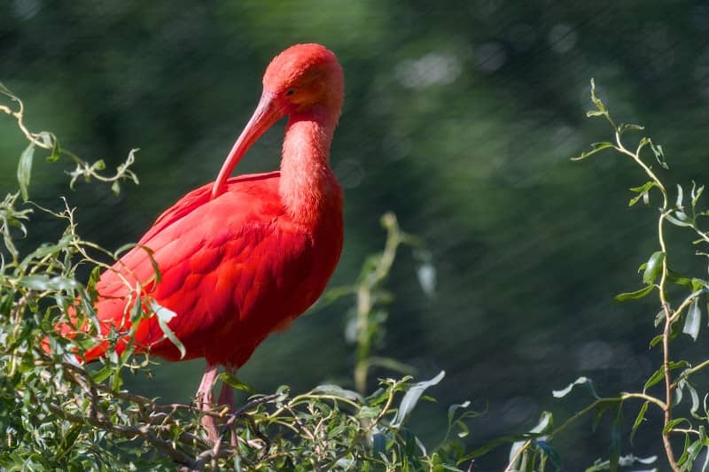 Sylvan Heights Bird Park - Image 1