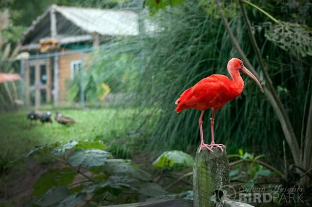 Sylvan Heights Bird Park - Image 3