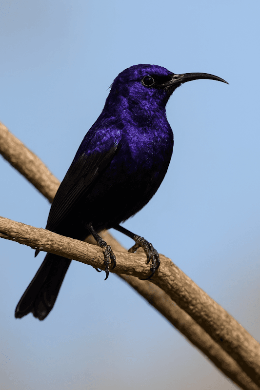 USA RIVER BIRDER CLUB - Image 1
