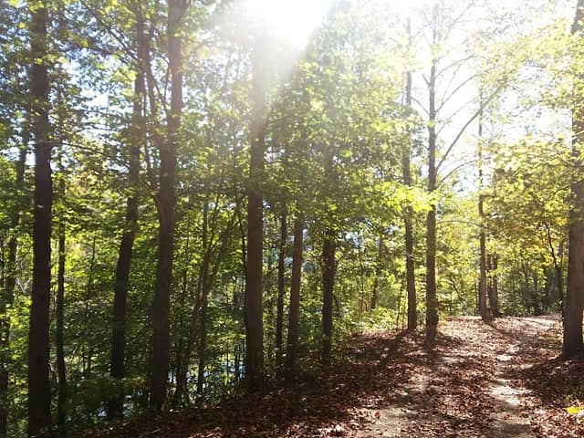 Fishpond Lake - Image 2