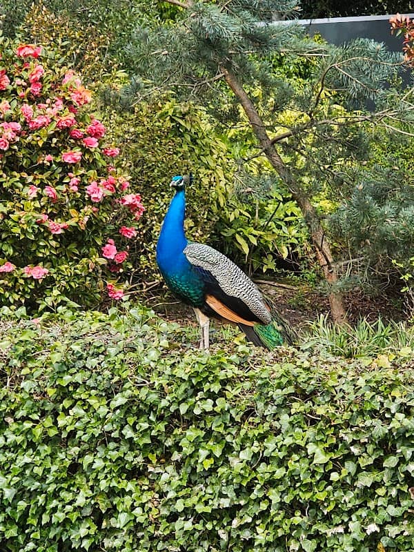 Warwick Peacock Garden - Image 3
