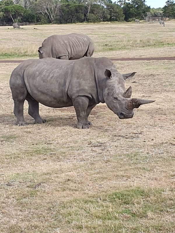 Safari Station - Image 2