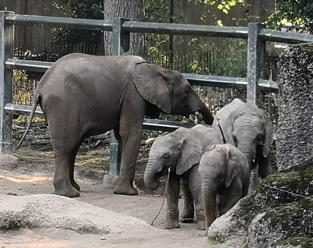 Der Grüne Zoo Wuppertal - Image 1