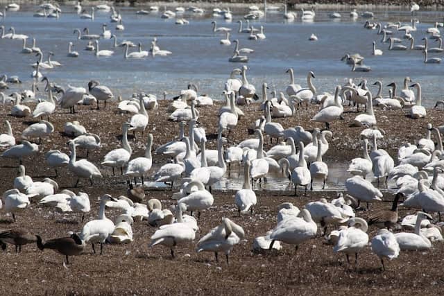 🦢Aylmer Wildlife Management Area - Image 1