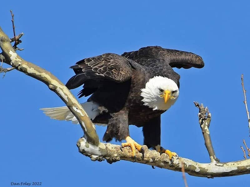 Greenfield Eagle Observation Site - Image 1