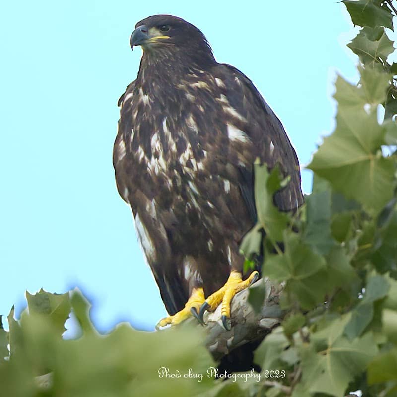 Greenfield Eagle Observation Site - Image 2