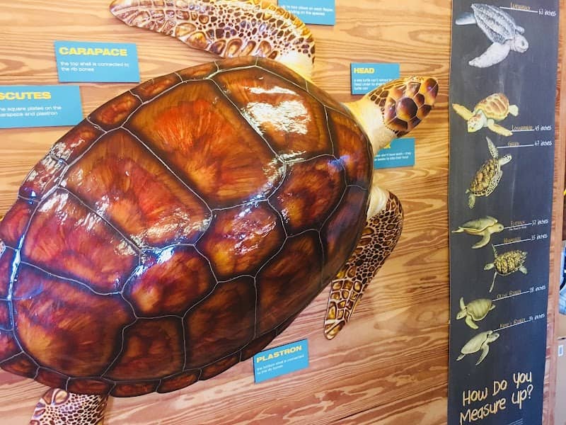 Turtle Cannery Museum - Image 3