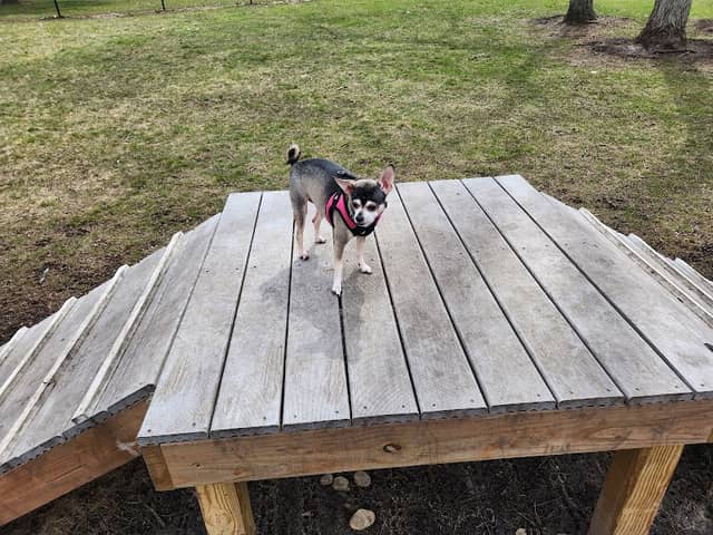 Springfield Dog Park - Image 2