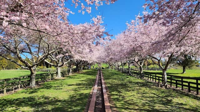 Centennial Park - Image 2