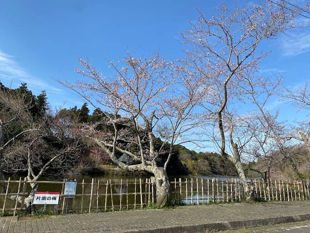 One-toothed Japanese Plum - Image 1