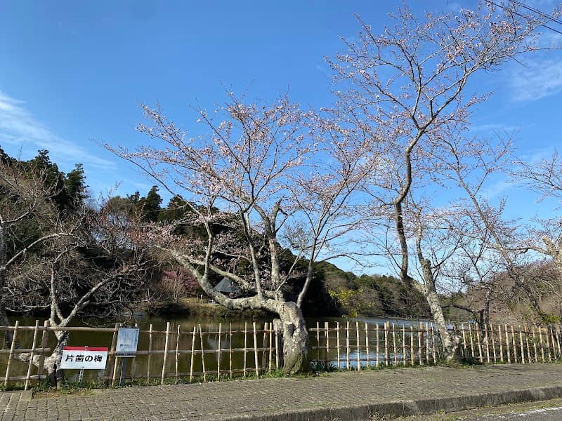 One-toothed Japanese Plum - Image 1